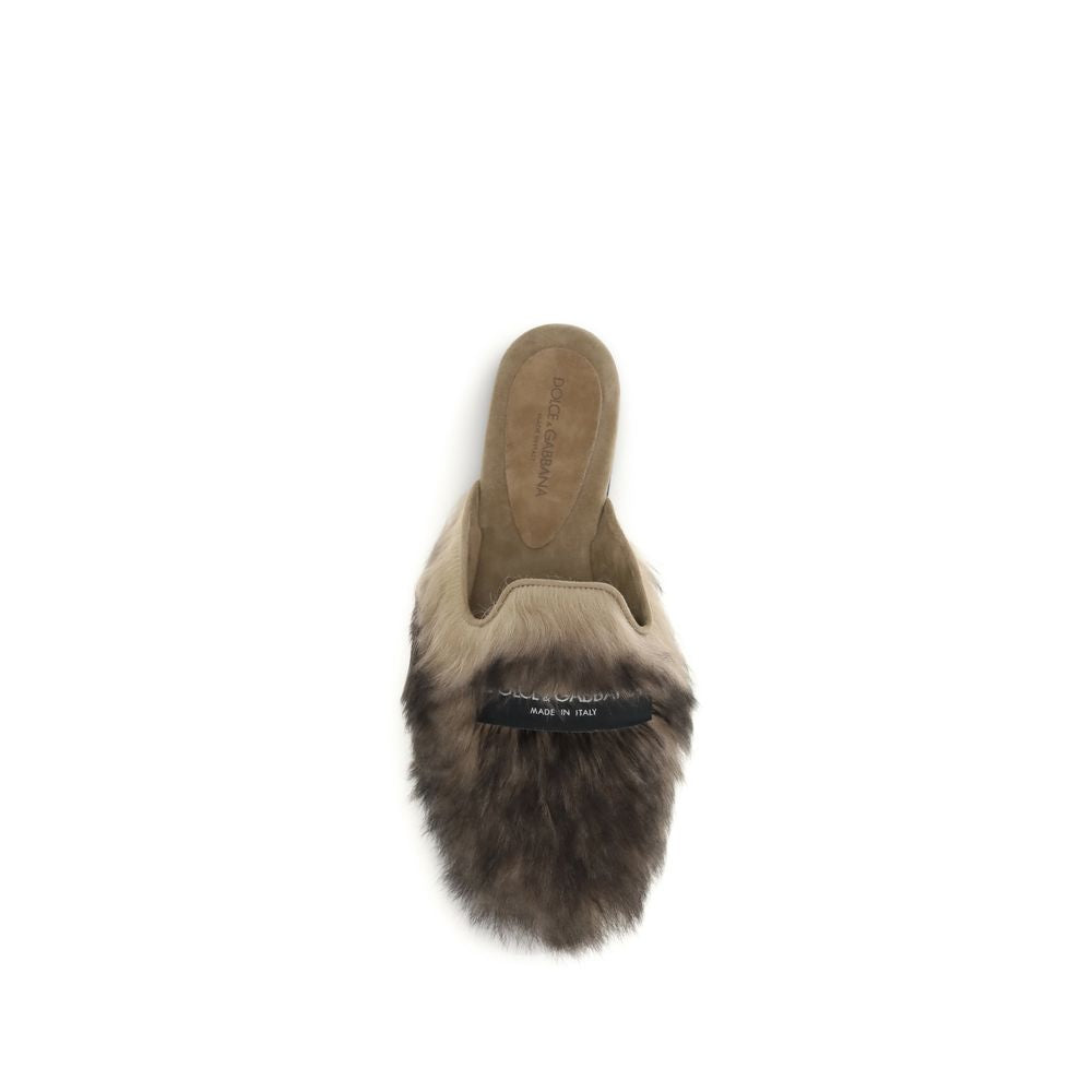 Gray Lamb Ovis Aries Aries Mules